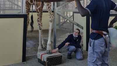 Over three months Dahlia received regular training sessions so staff could work out what the problem was with her foot