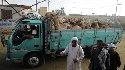 Camels arrive on trucks.