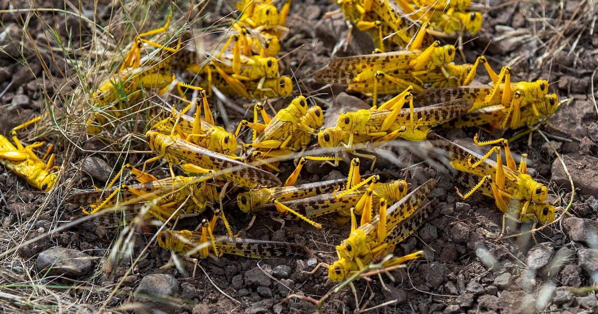 Locust Outbreak Are locust outbreaks caused by climate change? | The National