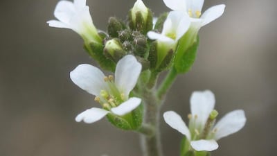 Arabidopsis thaliana is under investigation at a university in the Netherlands for possibly flouting Darwinism by passing acquired traits to its offspring.