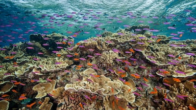 The Great Barrier Reef near Cairns, Australia, in September 2017. AP