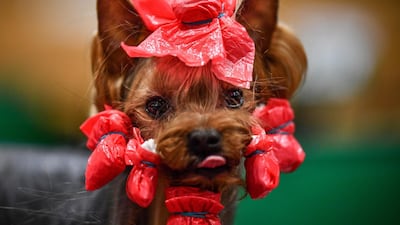 A Yorkshire Terrier is prepared ahead of being shown at day one of Crufts 2020 at the National Exhibition Centre in Birmingham, England. r day event. Getty