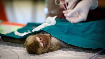 The government has relaunched a sterilisation programmer for the longtail macaque, but they may not be able to treat enough of the animals to bring the population under control. AFP