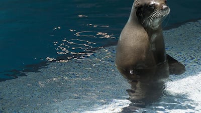 The hotel also has six dolphins that are looked after in minute detail. Water samples are taken every day from the pool, and analysed in a laboratory attached to the lab.