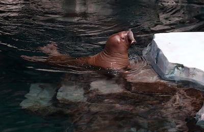 Kaya is a Pacific walrus that can grow up to 1,250kg. Chris Whiteoak / The National
