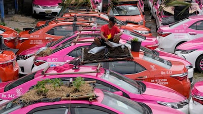 The vegetable patches have a variety of crops, including tomatoes, cucumbers and string beans. AP