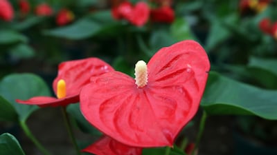 An 'Anthurium andraeanum' (flamingo flower) imported from Holland and on display at Black Tulip Flowers.