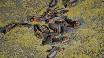 Hippopotamus at Selous Game Reserve, Tanzania. Robert J. Ross / Asilia Africa
