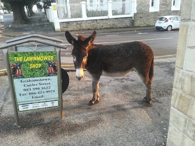 Feral donkeys wander the streets of Makhanda. Gavin du Venage/The National