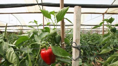 Sharjah’s Greenheart Organic Farms relies heavily on sensors to determine the salinity of the water and the soil as well as mineral levels to ensure that the crops it grows are satisfactory. Pawan Singh / The National