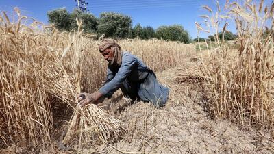 An Afghan man harvests wheat on the outskirts of Herat, Afghanistan on June 19, 2014. Afghanistan's economy has improved, with the help of international aid, after suffering decades of fighting, reports state. Jalil Rezayee / EPA