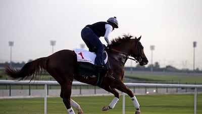 A jockey rides California Chrome at the Meydan Racecourse during preparations for the Dubai World Cup 2016 in Dubai, United Arab Emirates, 23 March 2016. The 21st edition of the Dubai World Cup will take place on 26 March 2016. EPA/ALI HAIDER