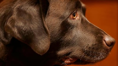 The dissections of six dogs – a chihuahua, a labrador, a bloodhound, a German shepherd, a Siberian husky and a mongrel – found they all had the LAOM muscle while dissection of four grey wolves (their closest relatives) found that they did not. AP photo