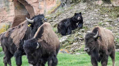 A Baribal American black bear rests near buffalos in their enclosure at the Planete Sauvage zoological park in Port-Saint-Pere, near Nantes, western France. AFP