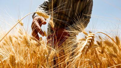 A farmer harvests wheat in a field in the countryside of Al Kaswa, south of Syria's capital Damascus. AFP
