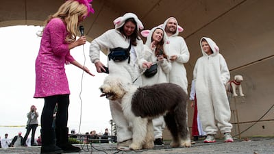 An old English sheepdog with his family of sheep. AFP