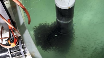 From 2020, Fish Farm will sell the first salmon that are 100 per cent born and bred in the UAE, as eggs from the current stock have hatched and the fish are being reared to market size.