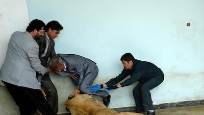 Afghan zookeeper Qurban Ali, right, attempts to intervene as Marjan a lion plays at his cage in Kabul’s zoo. Shah Marai / AFP