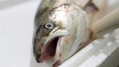 Salmon is one of the top four most popular types of fish consumed in the UAE, along with hammour, sea bream and sea bass.