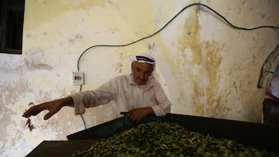 A farmer prepares his olives to crush and press at a traditional stone press.