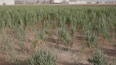 Salcornia. The National