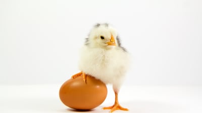 Embryonic development may have existed before the evolution of animals, scientists say. Getty Images