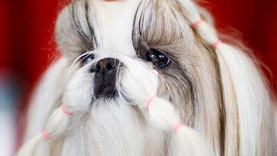 A Shih Tzu named Khloe is groomed during the 2019 Westminster Kennel Club Dog Show. Photo: EPA