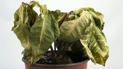 Don't let your precious plant dry up and die. iStock