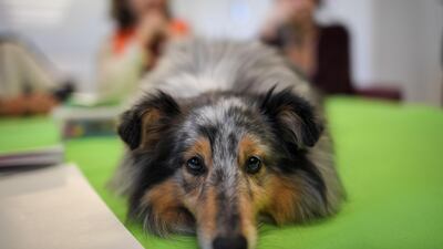 Dogs at two different houses bark at each other all day, causing a disturbance for the reader. Photo: AFP