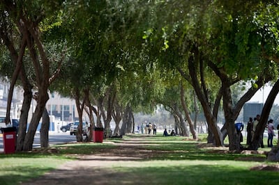 Ghaf trees provide shade in Abu Dhabi