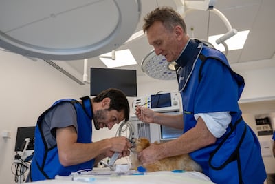 Dr Martin Wyness, right, treats a pet at his clinic in Abu Dhabi. Ryan Lim for The National