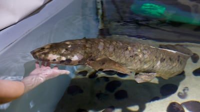Methuselah lives at the Steinhart Aquarium at the California Academy of Sciences in Golden Gate Park in San Francisco, California. Methuselah is the oldest living fish in captivity in the US. AP