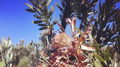 Three Protea (The national flower of South Arica) in bloom. Antonie Robertson