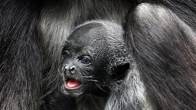A Brown spider monkey baby is seen with its mother in the zoo park of Santa Fe in Medellin, Colombia. EPA