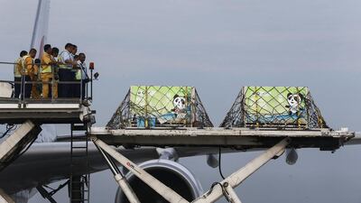 Chinese pandas Feng Yi and Fu Wa arrive inside their cages in Sepang, outside Kuala Lumpur on May 21, 2014. The two countries agreed in 2012 that China would send the giant pandas for a 10-year stay as part of Beijing’s “panda diplomacy”. Samsul Said/Reuters