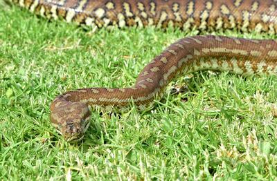 Of the world's 25 most venomous snakes, 20 can be found in Australia, including the dreaded brown snake. Photo by Ronan O’Connell