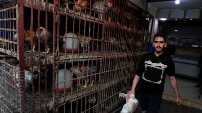 Livestock reared in Al-Arish city. Reuters