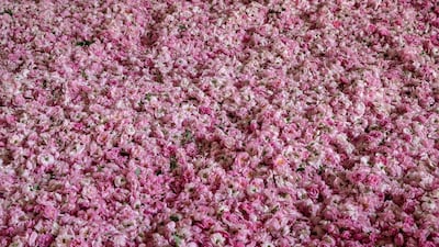 Roses drying during the start of the annual rose harvest at the Gulsha Cosmetics production facility in Isparta, Turkey. Getty Images