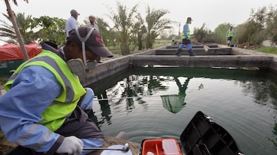 Workers from Eagle, an environmental services and pest control company, look for mosquitos in the irrigation water of a farm in Al Bahia town. Jaime Puebla / The National
