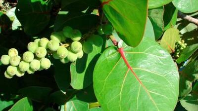 Sea grape has distinctive fan-shaped leaves. Courtesy iStock