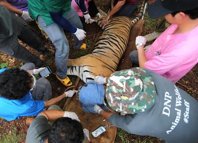 Thai vets check on a sedated tiger prior to its removal from the Tiger Temple in Kanchanaburi province in 2016. EPA