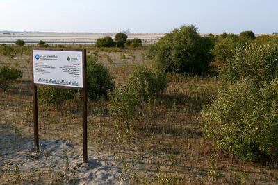 A view of the Dubai Mangroves Forest at the Jebel Ali Wildlife Sanctuary. Pawan Singh / The National