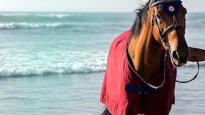 Horse riding is available on-site with a range of trusty steeds on call. Courtesy Hilton Tangier Al Houara