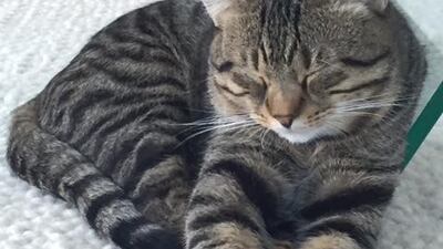 Felix was en route from Abu Dhabi to New York when his carrier box broke. The cat is missing somewhere in JFK Airport. Photo Courtesy Jennifer Stewart