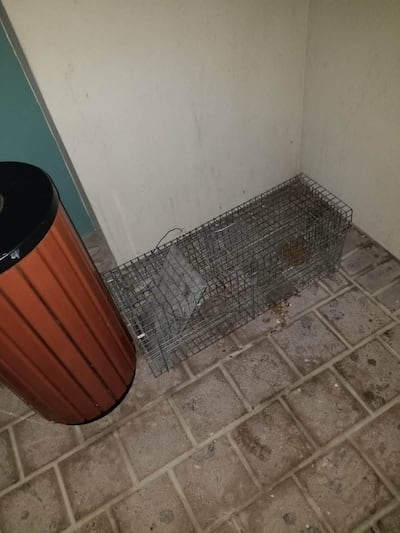 Metal cage cat traps placed at Dubai Knowledge Park. Photo: Fawaz Kanaan