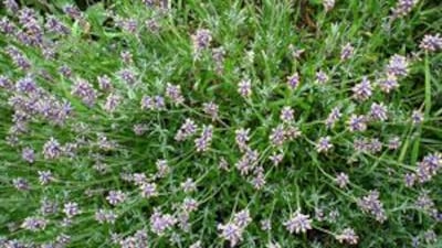 Lavender, known for its relaxing scent, can be grown in this climate.