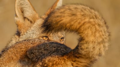 'A Tale of Two Coyotes' by Parham Pourahmad from the USA, of a male coyote within the black-tipped tail of a female in Bernal Heights Park, California