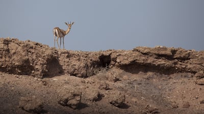 Sir Bu Nair Island is one of five marine and coastal sites in the UAE to be named areas of global significance. The Ministry of Environment also included Khor Kalba, Jebel Ali, Abu Dhabi’s south-west waters and Marawah Marine Biosphere Reserve. Pawel Dwulit / The National