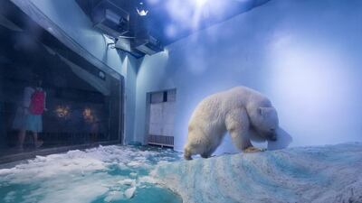 Pizza the polar bear is seen at an aquarium in Guangzhou, Guangdong province in China on July 27, 2016. Animal rights groups say the polar bear is showing signs of 'mental decline' after being locked up in his enclosure. Reuters