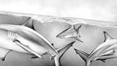 Cath Riley / Debut Art